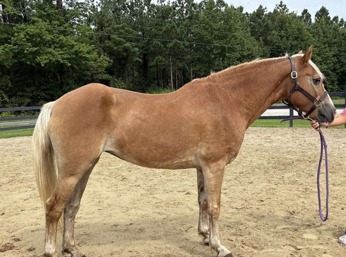 Sorrel Haflinger Mare Sorrel Haflinger Mare