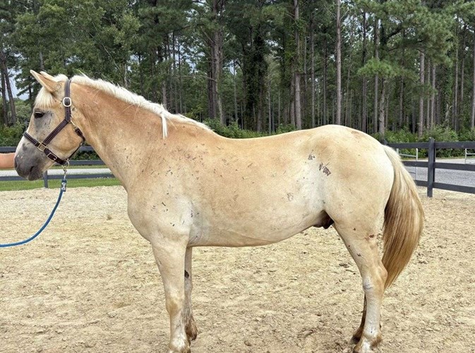 Palomino Haflinger Gelding Palomino Haflinger Gelding