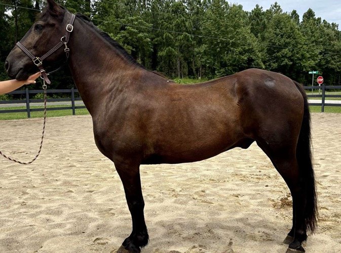 Black Draft Gelding Black Draft Gelding