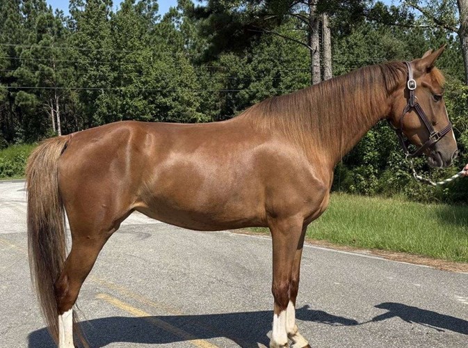 Sorrel Dutch Warmblood Mare Sorrel Dutch Warmblood Mare