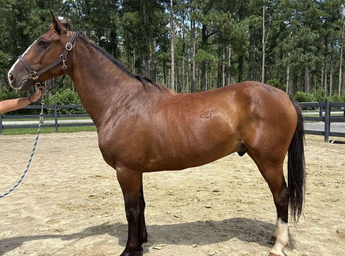 Bay Draft Gelding Bay Draft Gelding