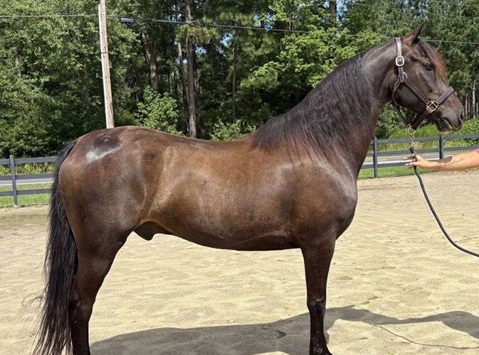 Black Morgan Gelding Black Morgan Gelding