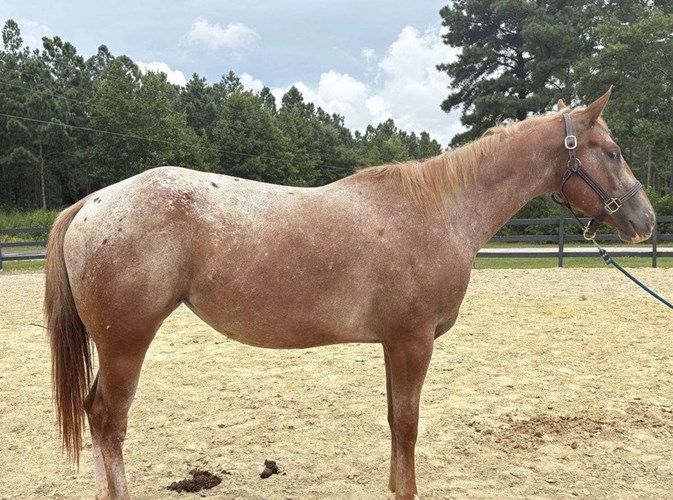 Brown Appaloosa Mare Brown Appaloosa Mare