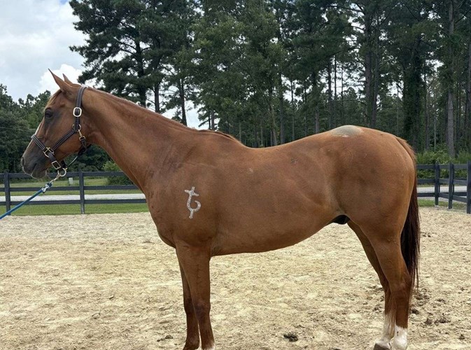 Sorrel Quarter Horse Gelding Sorrel Quarter Horse Gelding
