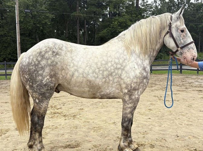 Grey Percheron Gelding Grey Percheron Gelding