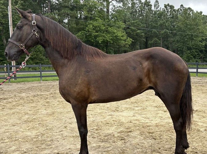 Black Draft Mare Black Draft Mare