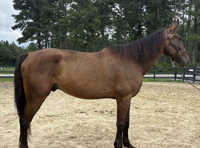 Bay Dutch Warmblood Gelding Bay Dutch Warmblood Gelding