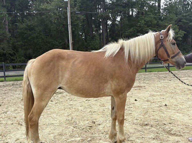 Palomino Haflinger Mare Palomino Haflinger Mare