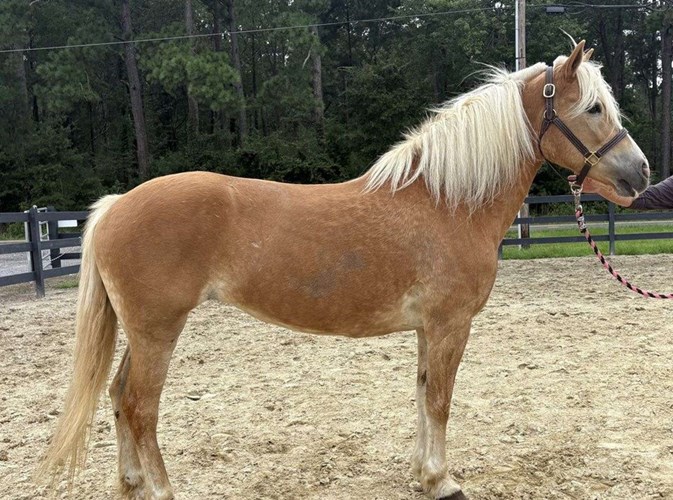 Palomino Haflinger Mare Palomino Haflinger Mare