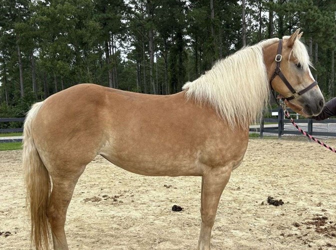 Palomino Haflinger Mare Palomino Haflinger Mare