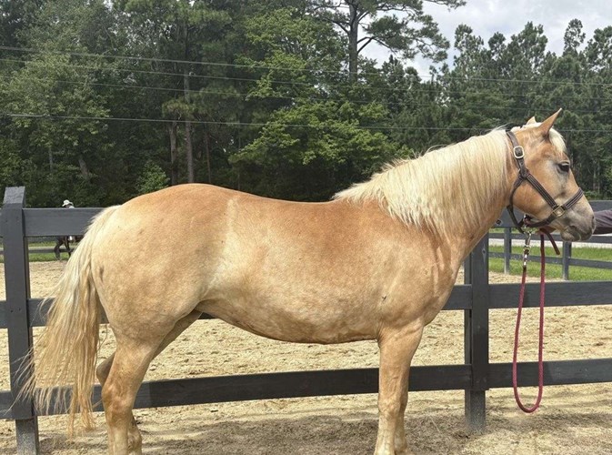 Palomino Haflinger Mare Palomino Haflinger Mare