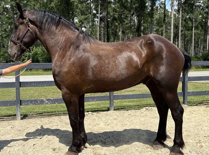 Black Percheron Gelding Black Percheron Gelding