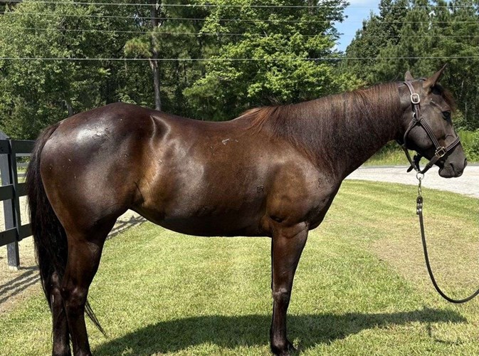 Black Quarter Horse Gelding Black Quarter Horse Gelding