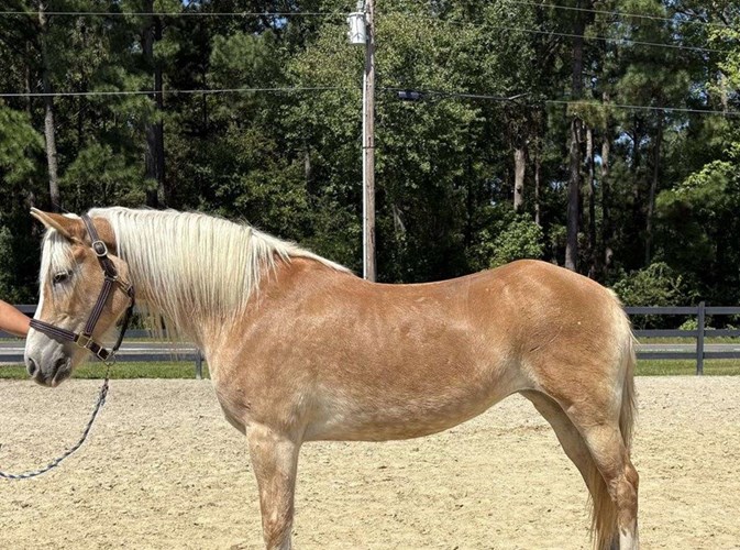 Palomino Haflinger Mare Palomino Haflinger Mare