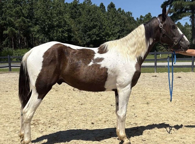Pinto Quarter Horse Gelding Pinto Quarter Horse Gelding