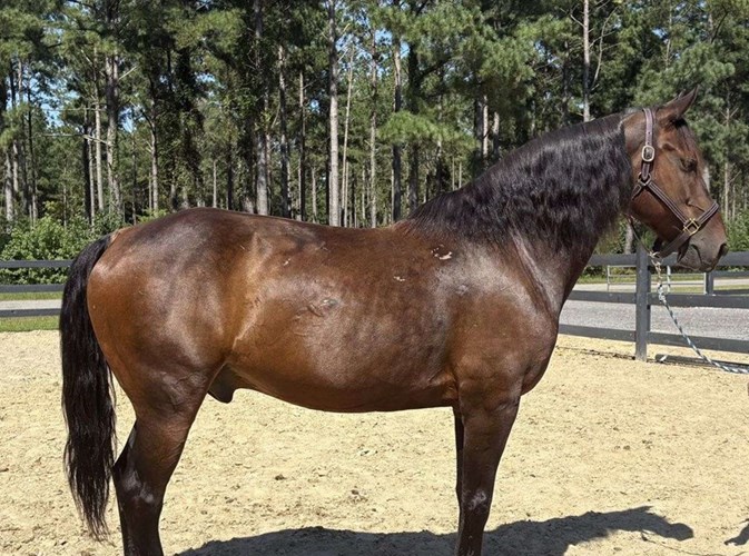 Friesian Gelding  Friesian Gelding