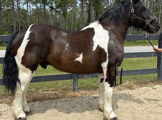 Pinto Draft Gelding Pinto Draft Gelding