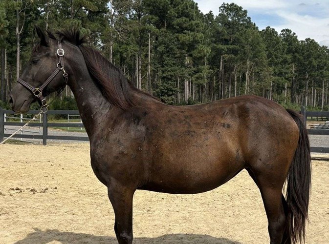 Black Morgan Mare Black Morgan Mare