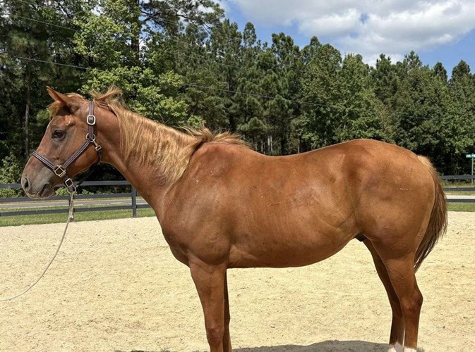 Sorrel Quarter Horse Gelding Sorrel Quarter Horse Gelding