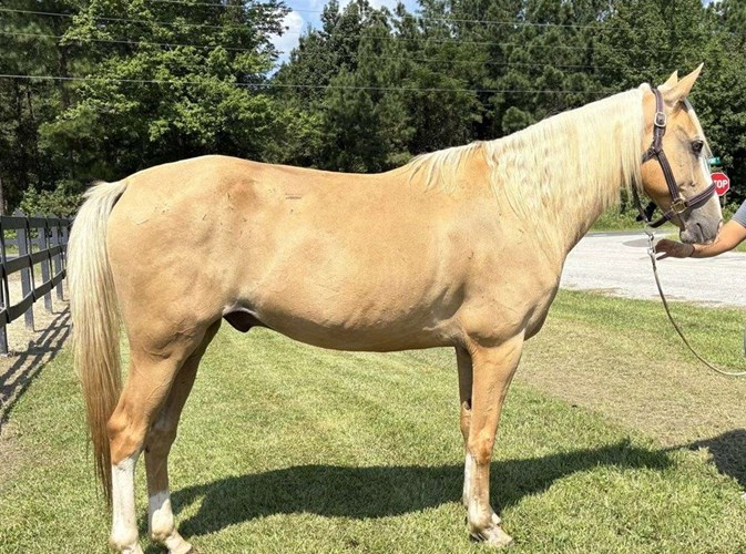 Palomino Quarter Horse Gelding Palomino Quarter Horse Gelding