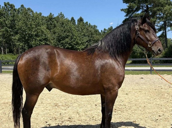 Bay Draft Gelding Bay Draft Gelding