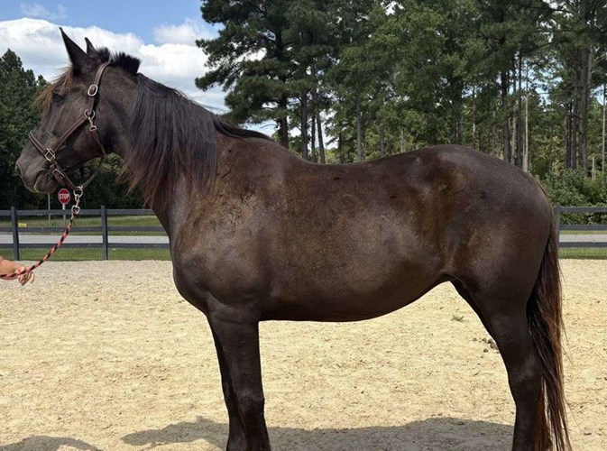 Black Draft Mare Black Draft Mare
