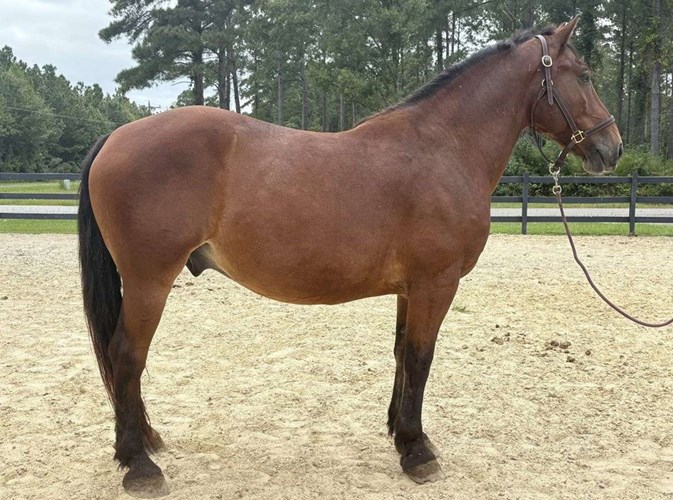Bay Draft Gelding Bay Draft Gelding