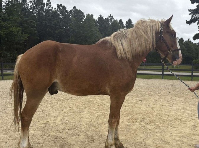 Sorrel Belgian Gelding Sorrel Belgian Gelding