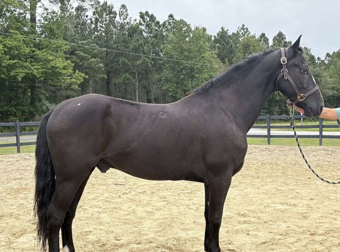 Black Morgan Gelding Black Morgan Gelding