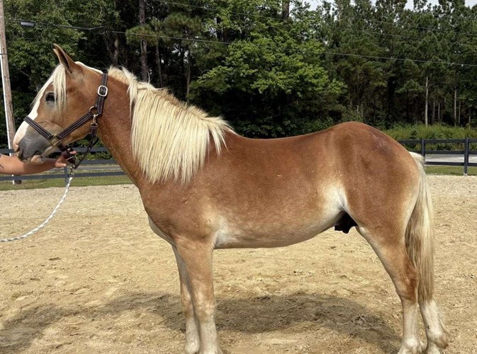 Sorrel Haflinger Colt Sorrel Haflinger Colt