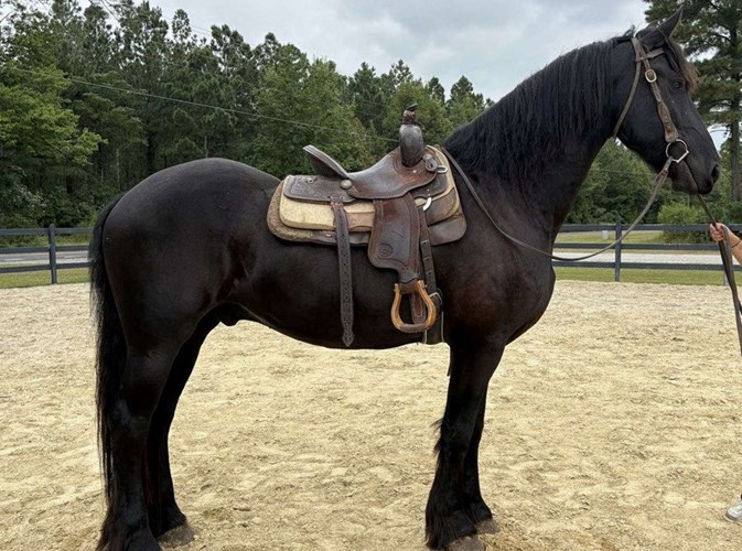 Black Friesian Gelding Black Friesian Gelding