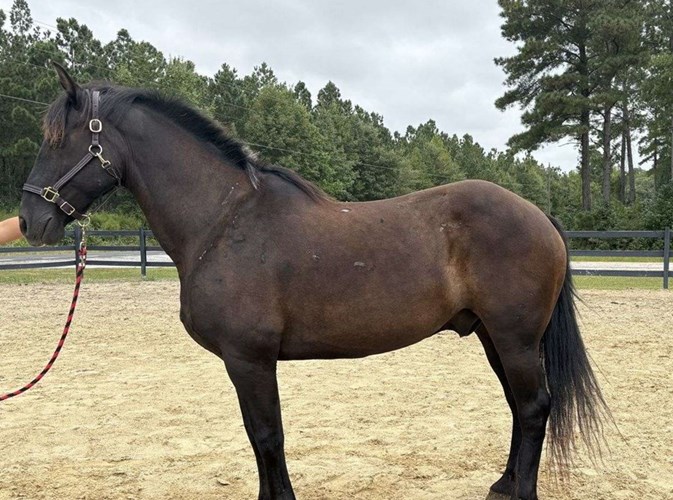 Black Draft Gelding Black Draft Gelding