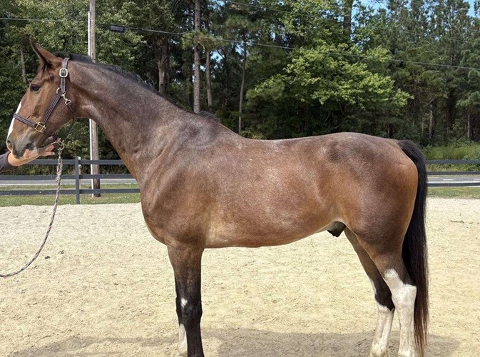 Bay Dutch Warmblood Gelding Bay Dutch Warmblood Gelding