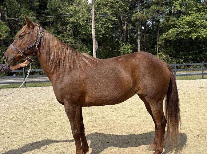 Sorrel Morgan Mare Sorrel Morgan Mare