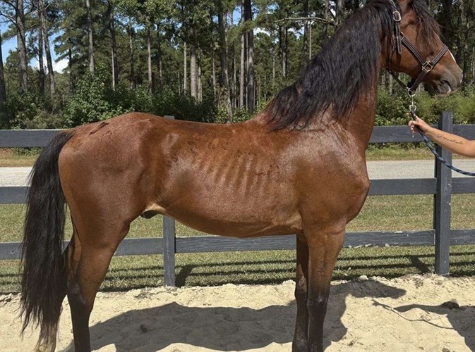 Bay Overo Dutch Warmblood Gelding Bay Overo Dutch Warmblood Gelding