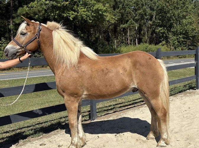 Sorrel Haflinger Gelding Sorrel Haflinger Gelding