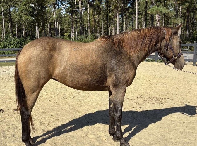 Buckskin Quarter Horse Mare Buckskin Quarter Horse Mare