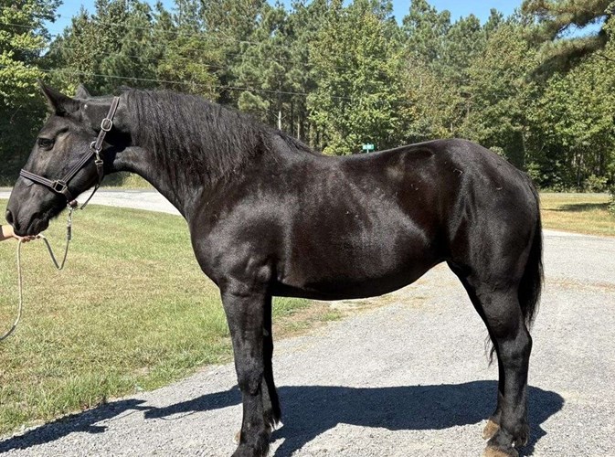 Black Draft Mare Black Draft Mare