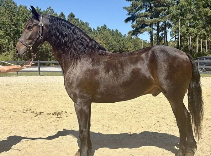 Bay Friesian Gelding Bay Friesian Gelding