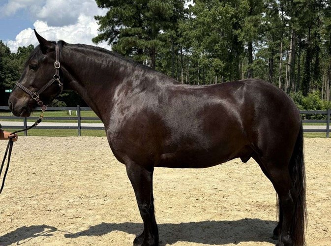 Black Draft Gelding Black Draft Gelding