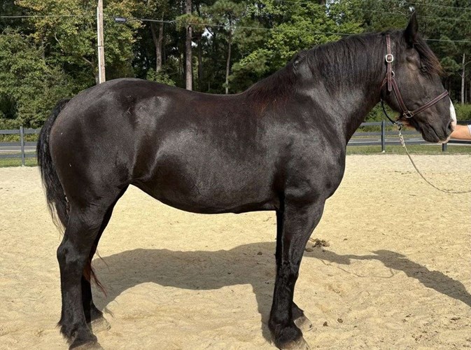 Black Percheron Mare Black Percheron Mare