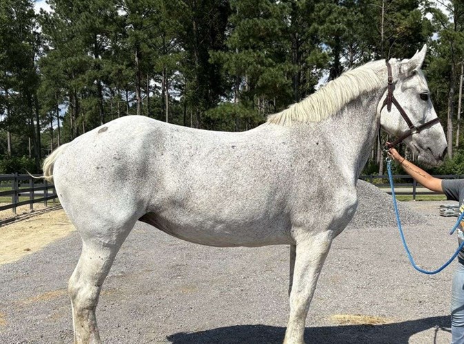 Grey Percheron Mare Grey Percheron Mare