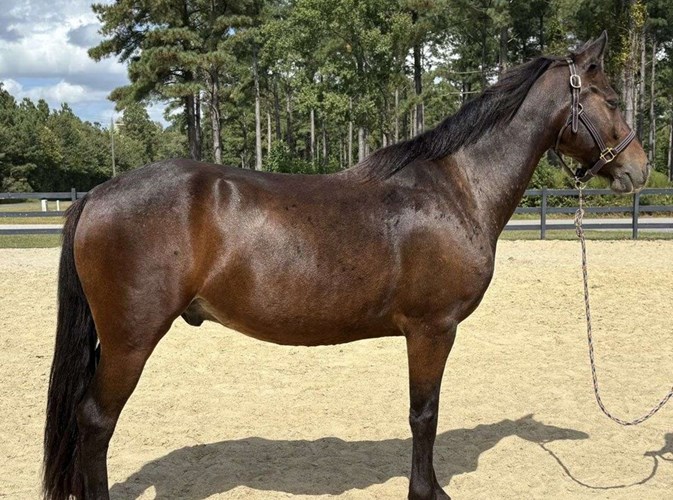 Bay Morgan Gelding Bay Morgan Gelding