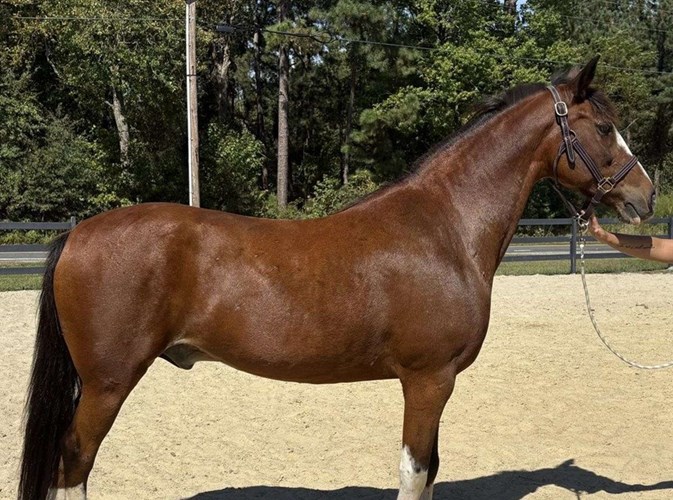 Bay Dutch Warmblood Gelding Bay Dutch Warmblood Gelding