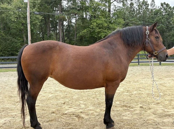 Bay Haflinger Mare Bay Haflinger Mare