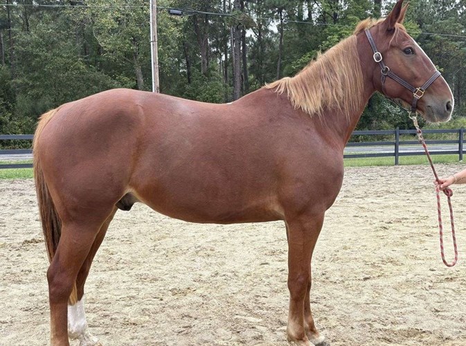 Sorrel Tennessee Walking Gelding Sorrel Tennessee Walking Gelding