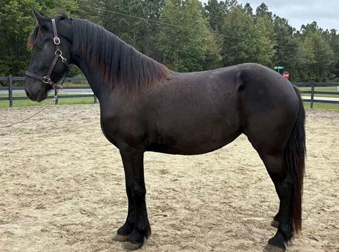 Black Friesian Mare Black Friesian Mare