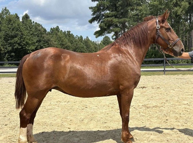 Sorrel Belgian Mare Sorrel Belgian Mare