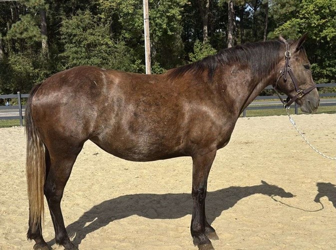 Grey Quarter Horse Mare Grey Quarter Horse Mare