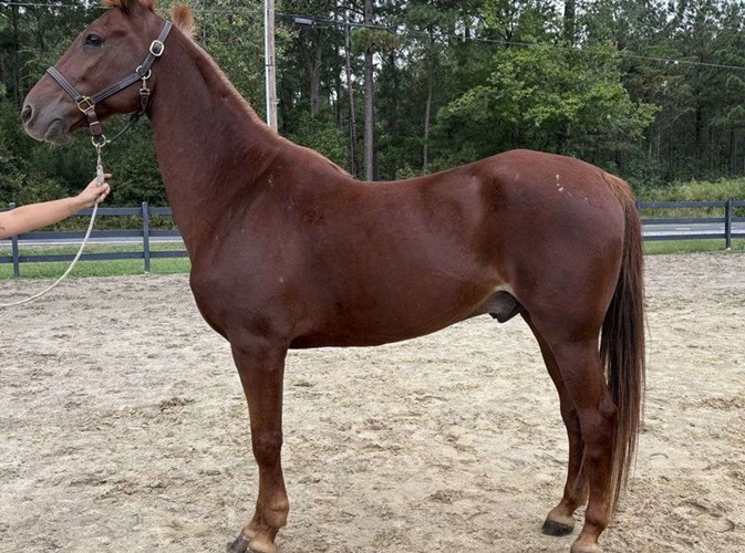 Sorrel Saddlebred Gelding Sorrel Saddlebred Gelding